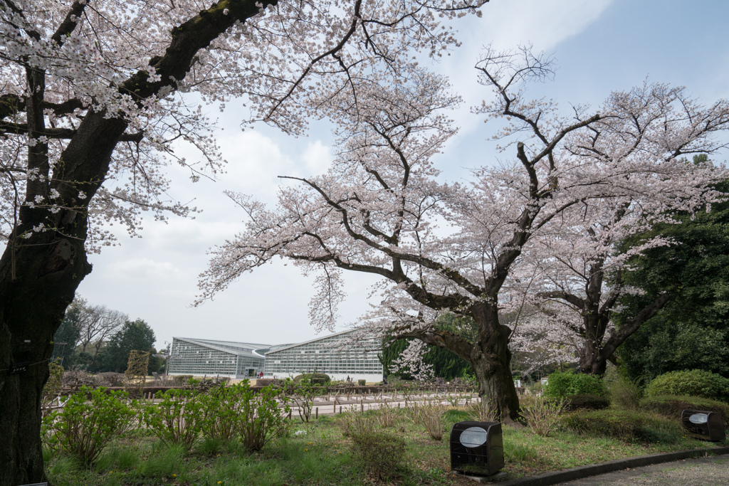 神代植物公園【サクラ：染井吉野】③20220331