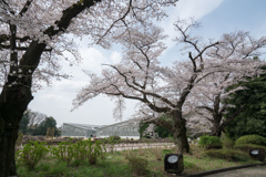 神代植物公園【サクラ：染井吉野】③20220331