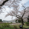 神代植物公園【サクラ：染井吉野】③20220331
