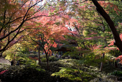 六義園【つつじ茶屋の紅葉】①20181201