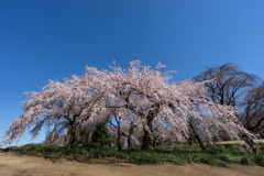 新宿御苑【サクラ：枝垂れ桜】①20190324