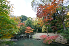 六義園【千鳥橋付近の紅葉】①20241202