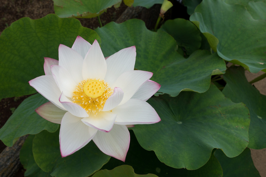 大船フラワーセンター【蓮の花：白中型八重】20200705