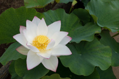 大船フラワーセンター【蓮の花：白中型八重】20200705