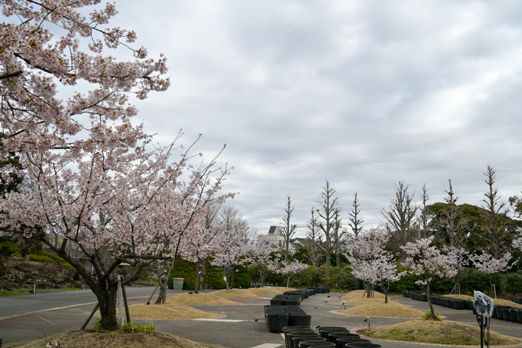 大船フラワーセンター【玉縄桜広場】①20240302