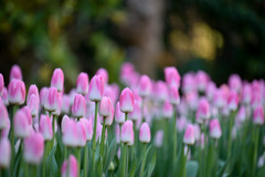 サムエル・コッキング苑【チューリップ：ダイナスティ】①20260106