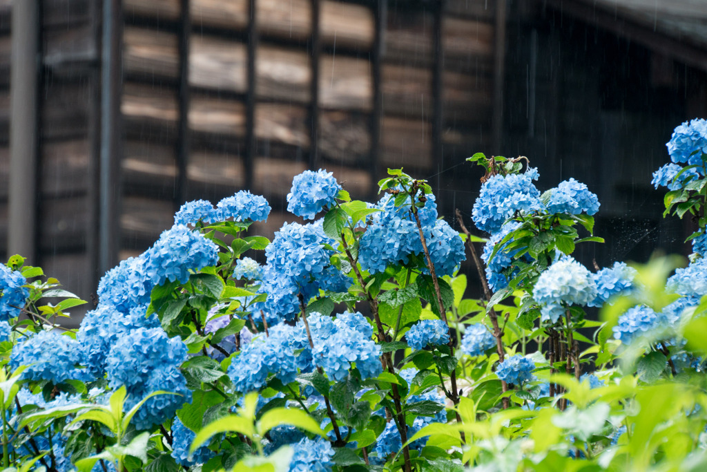 府中市郷土の森【旧府中町役場沿いのアジサイ】①20200614
