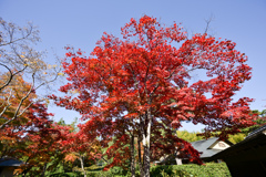 昭和記念公園【日本庭園：清池軒の大モミジ】①20241119