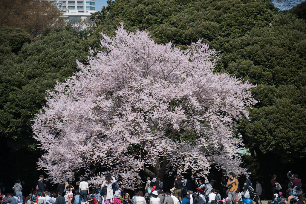 新宿御苑【桜：江戸彼岸】①20180325