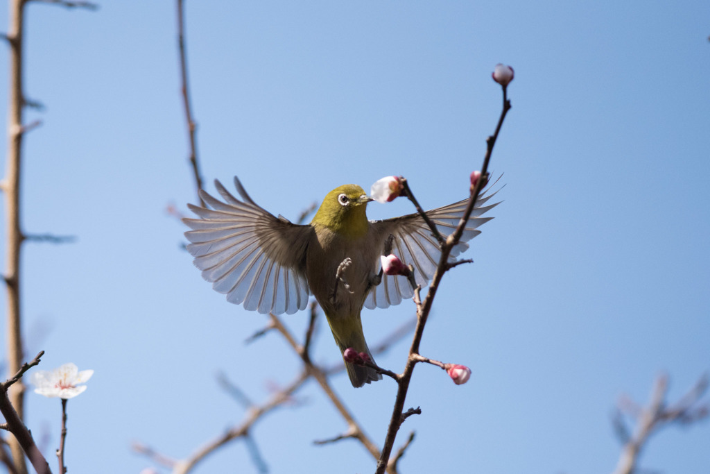 【神代植物公園(メジロが主役)】20160228