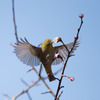 【神代植物公園(メジロが主役)】20160228