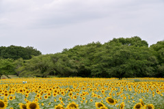 昭和記念公園【原っぱ東花畑のヒマワリ(24-70mm)】②20250807