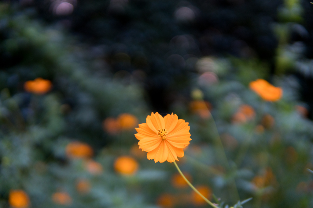 くりはま花の国【キバナコスモス(橙色)】②20220911