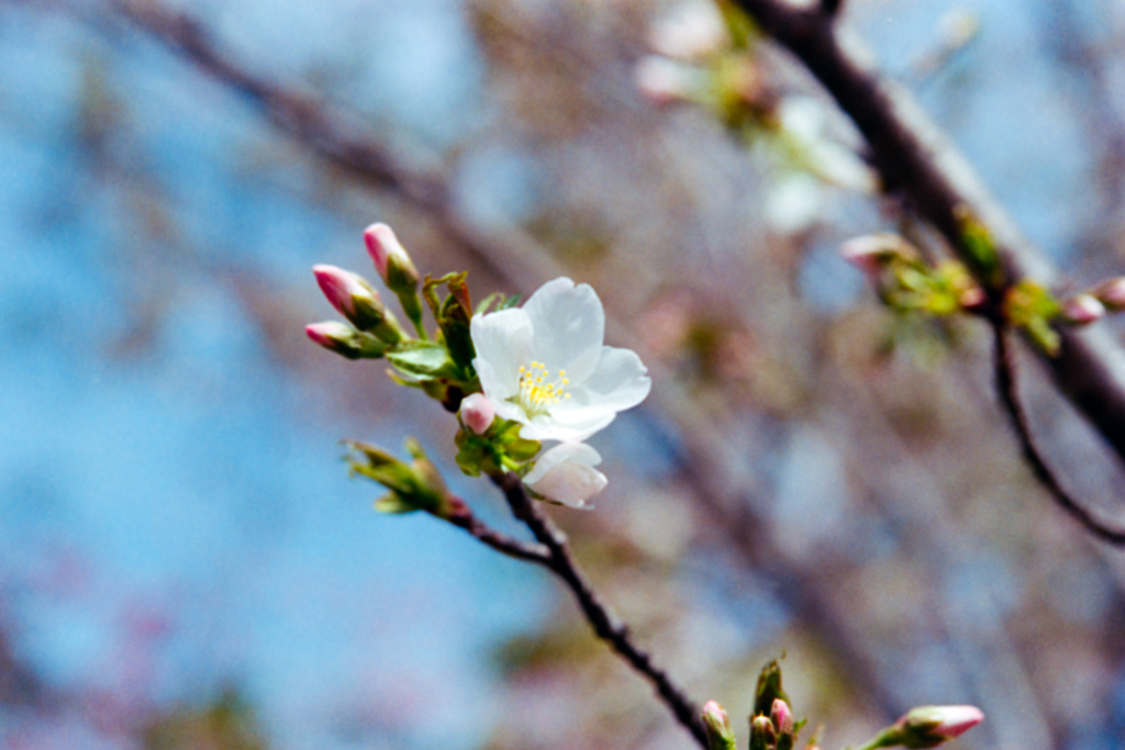 神代植物公園【サクラ：大島桜】20220331銀塩NLP