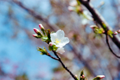 神代植物公園【サクラ：大島桜】20220331銀塩NLP