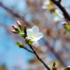 神代植物公園【サクラ：大島桜】20220331銀塩NLP