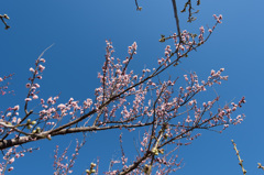 【小田原フラワーガーデン(紅冬至)】①20150214