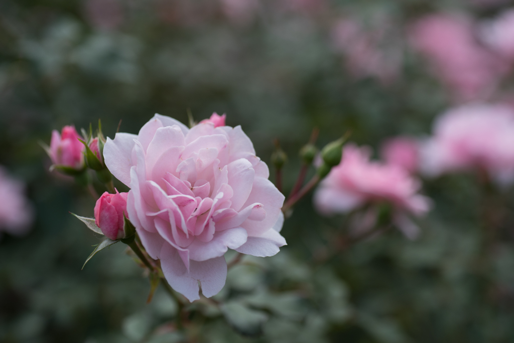【生田緑地ばら苑(薔薇：ボニカ'82)】20161016