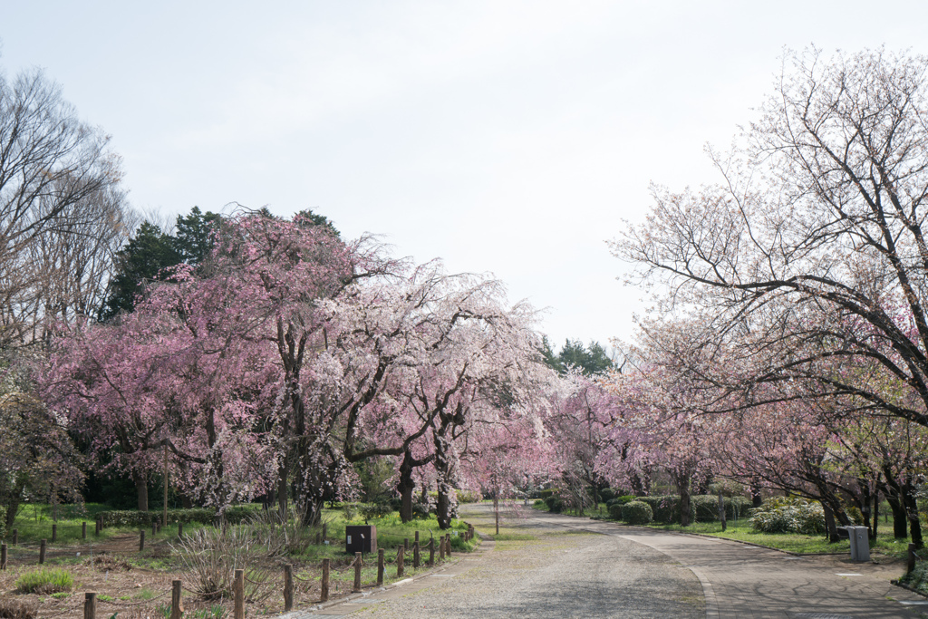 神代植物公園【さくら園の眺め】②20220331