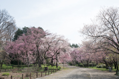 神代植物公園【さくら園の眺め】②20220331