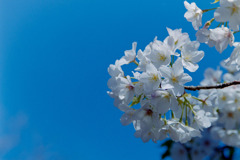 新宿御苑【サクラ：大島桜】銀塩①20190324