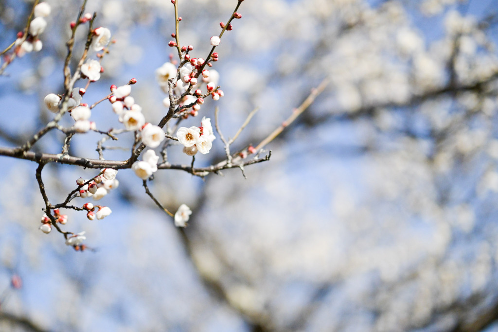 小田原フラワーガーデン【梅の花：島原】20260130
