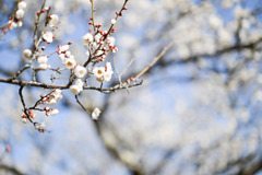 小田原フラワーガーデン【梅の花：島原】20260130