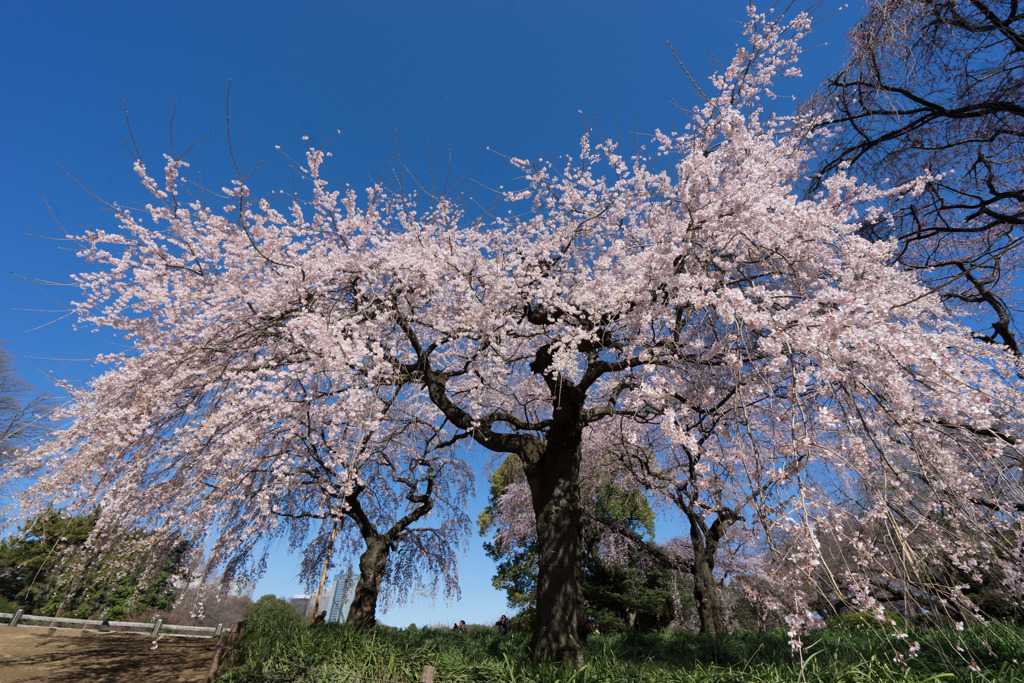 新宿御苑【サクラ：枝垂れ桜】②20190324
