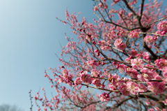 【神代植物公園(唐梅)】20150228