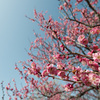 【神代植物公園(唐梅)】20150228