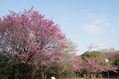 本牧山頂公園【横浜緋桜の眺め】②20180324