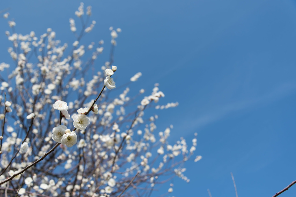 小田原FG【梅：叡山白】20190224