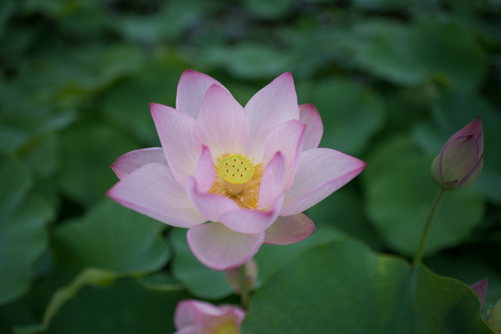 花菜ガーデン【蓮の花】⑦20230714