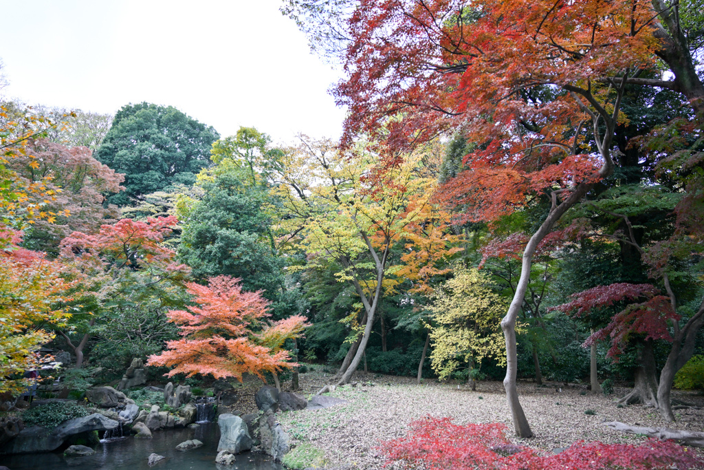 六義園【つつじ茶屋付近の紅葉】③20241202