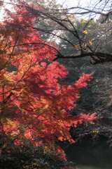 新宿御苑【下の池の紅葉】⑤20181201