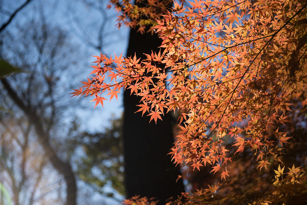 12新宿御苑【モミジ山のの紅葉】③20171209