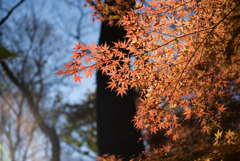 12新宿御苑【モミジ山のの紅葉】③20171209