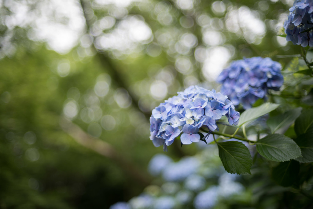 生田緑地【あじさい山の紫陽花】⑥20190622