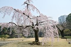 小石川後楽園【馬場桜】②20250326