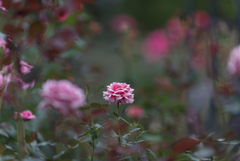 【花菜ガーデン(薔薇：結愛)】20161010