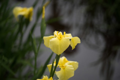 【大船植物園(花菖蒲： 金冠)】20160528