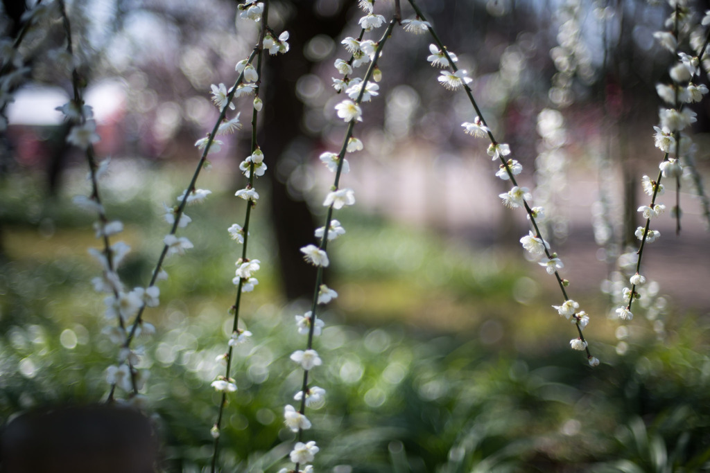 府中市郷土の森【梅の花：月影枝垂】③20200224