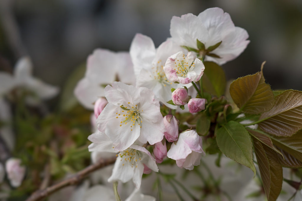 新宿御苑【桜：太白】20170416