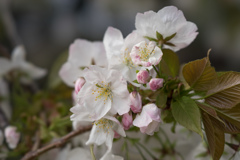 新宿御苑【桜：太白】20170416
