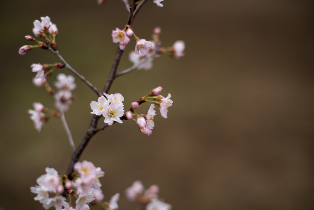 早春の新宿御苑【サクラ：啓翁桜】①20200307