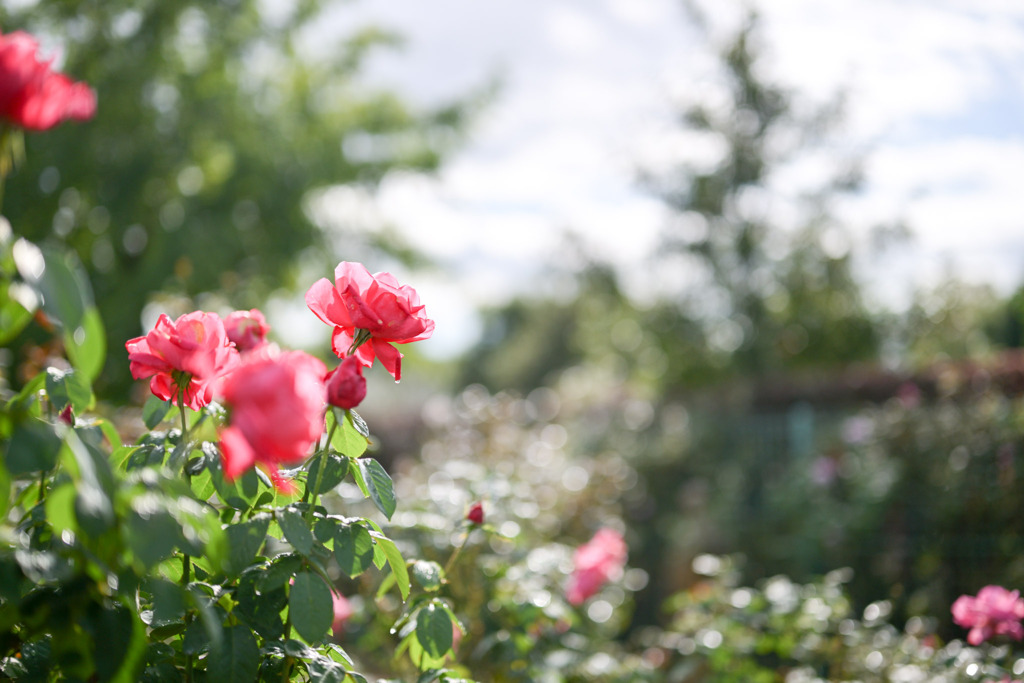 花菜ガーデン【秋パラ：マリア・カラス】20251027