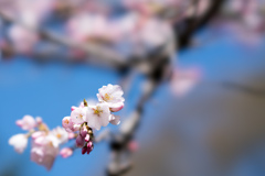 神代植物公園【神代曙の近景】④20230319