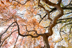 新宿御苑【ミュージアム付近のタムケヤマ③】②20251124