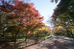 神代植物公園【かえで園：道沿いの紅葉】①20211127