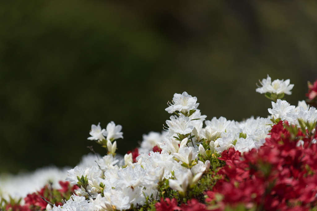 【神代植物公園(ツツジ)】⑫20150426